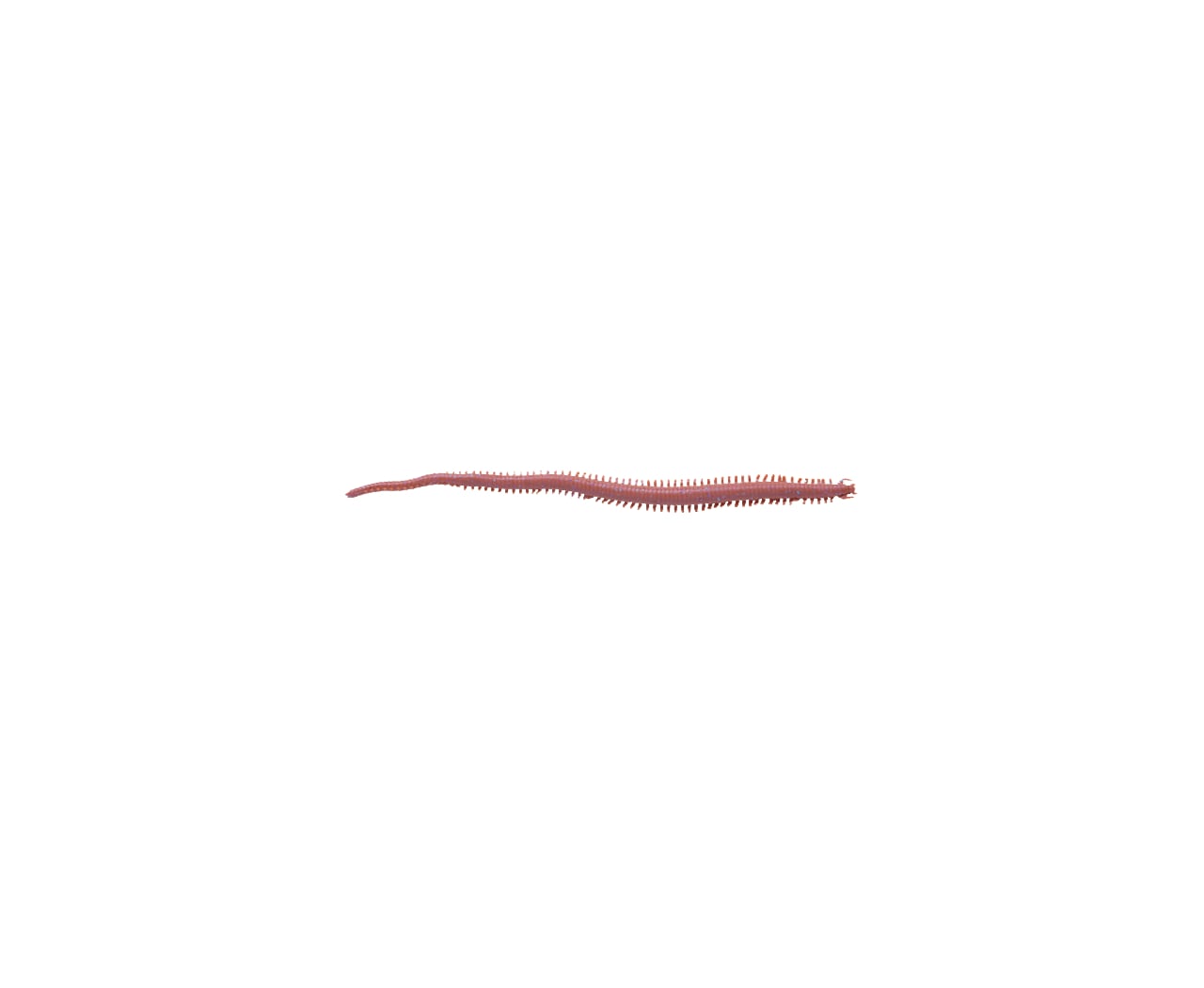 Berkley Gulp! Alive! HLFP Børstemark 6"" BF